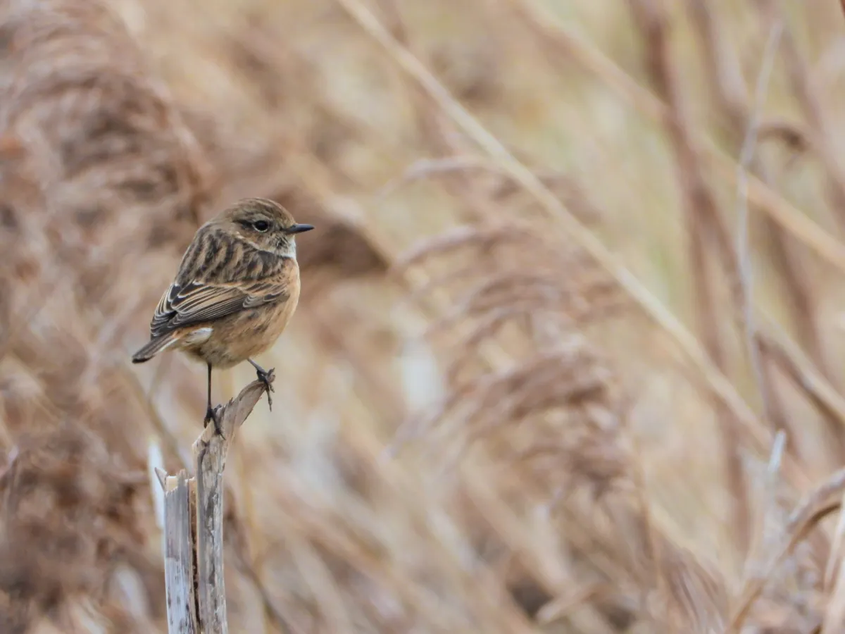 Gespotte Roodborsttapuit