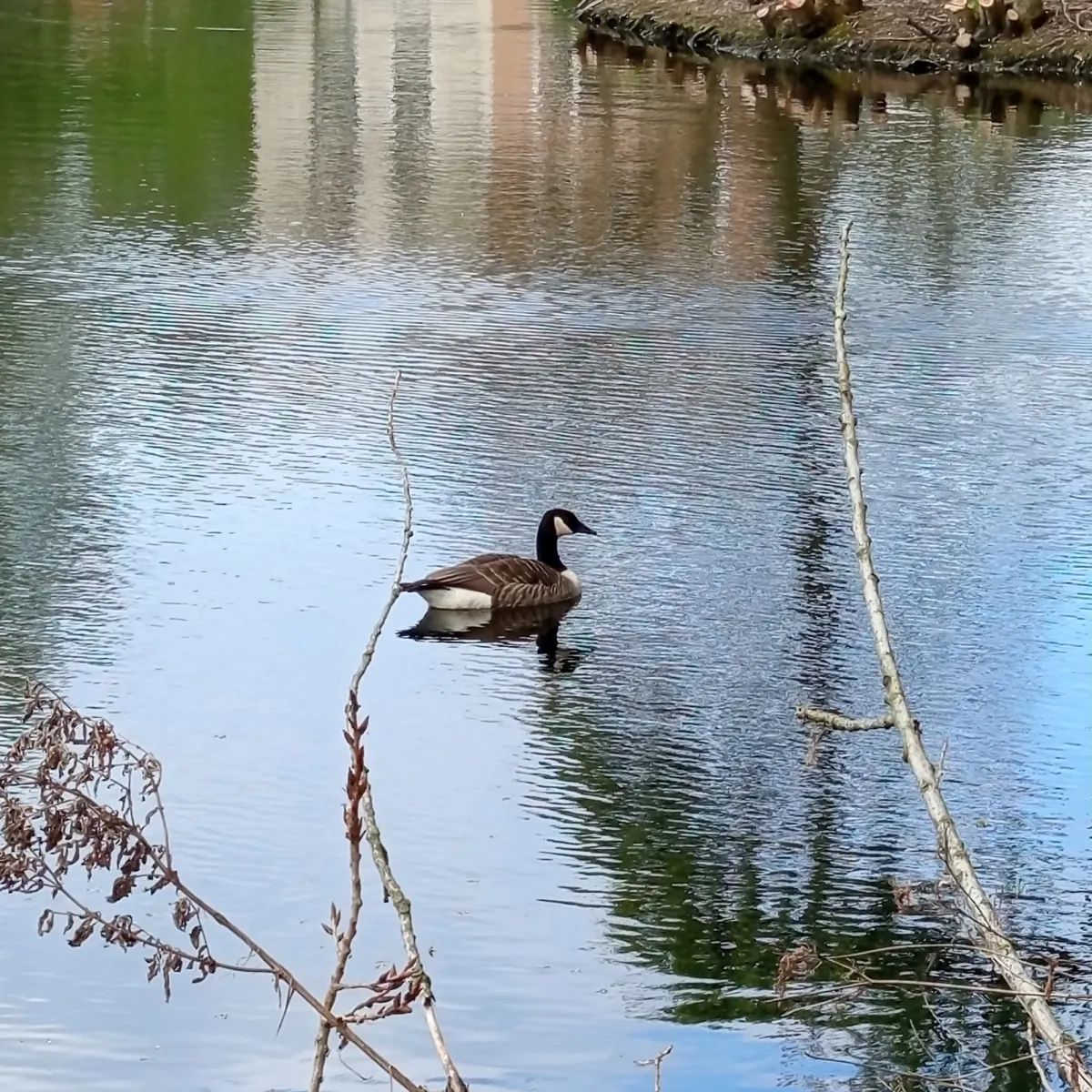 Spotted Canada Goose
