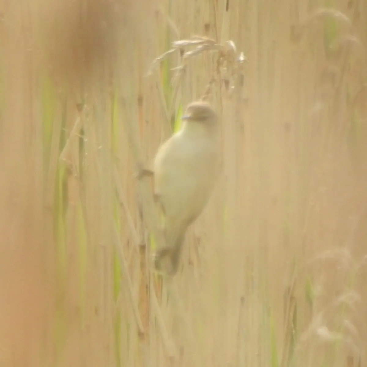 Spotted Common Reed Warbler