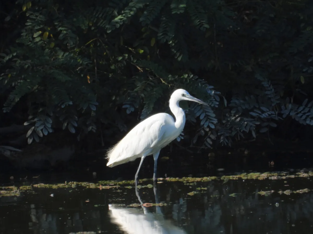 Waargenomen Kleine zilverreiger