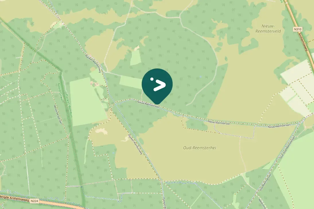 Spotted Black Woodpecker