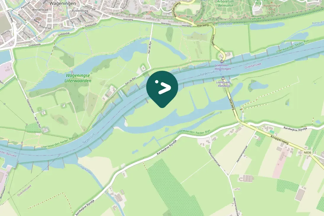 Spotted Common Shelduck