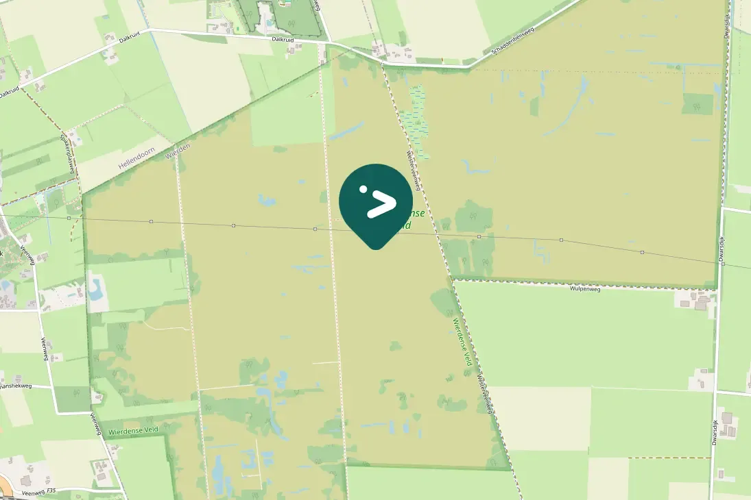 Spotted Long-eared Owl