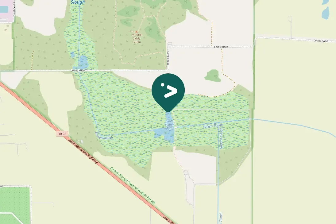 Spotted American Coot