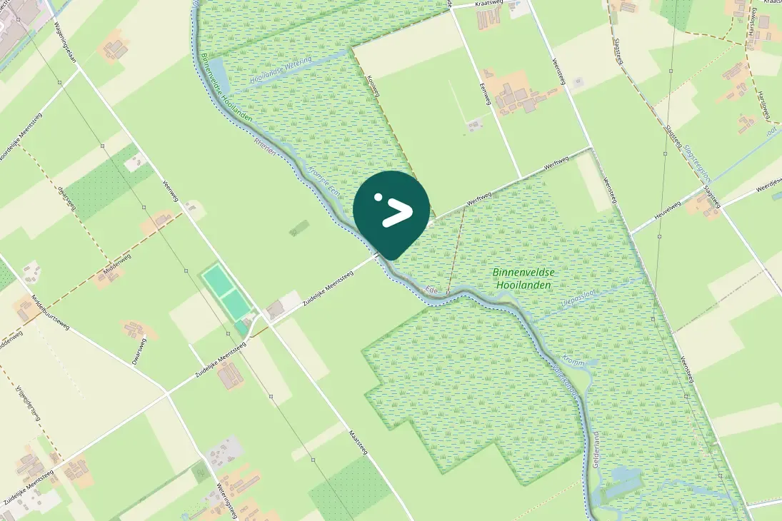 Spotted Eurasian Coot