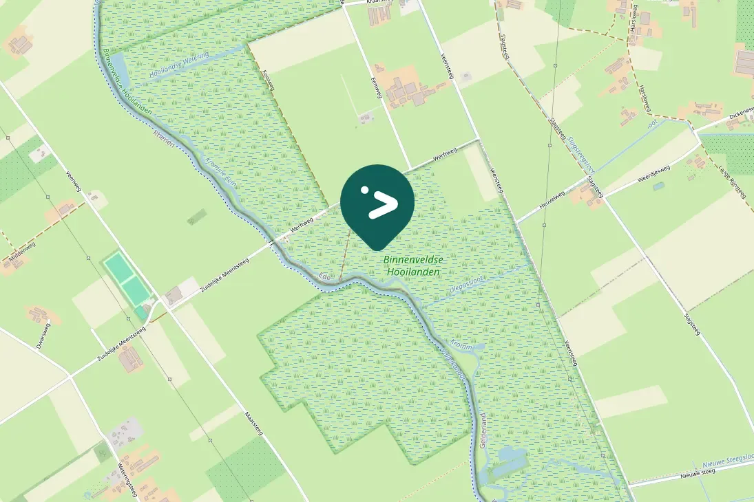 Spotted Black-tailed Godwit