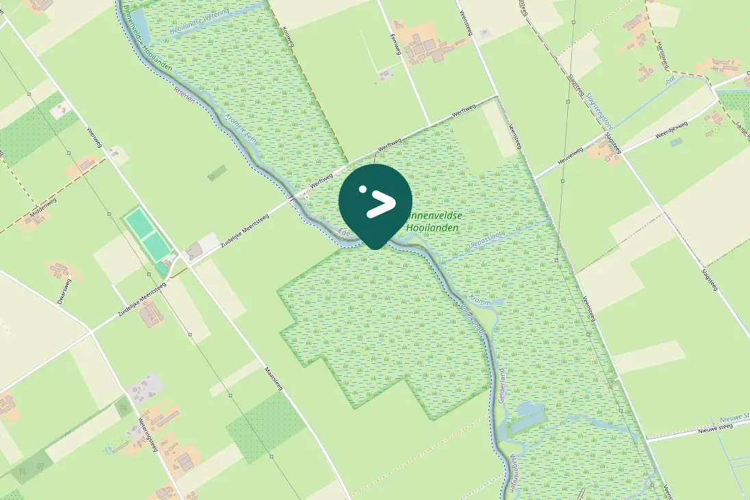 Spotted Ring-necked Pheasant