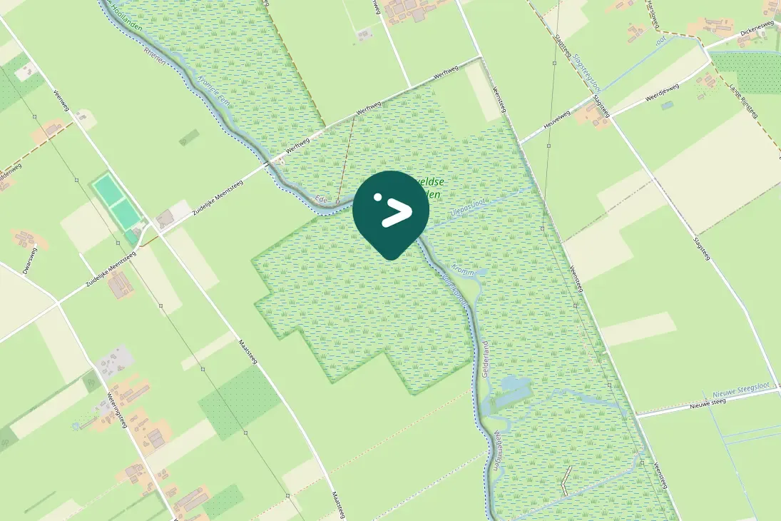 Spotted Meadow Pipit