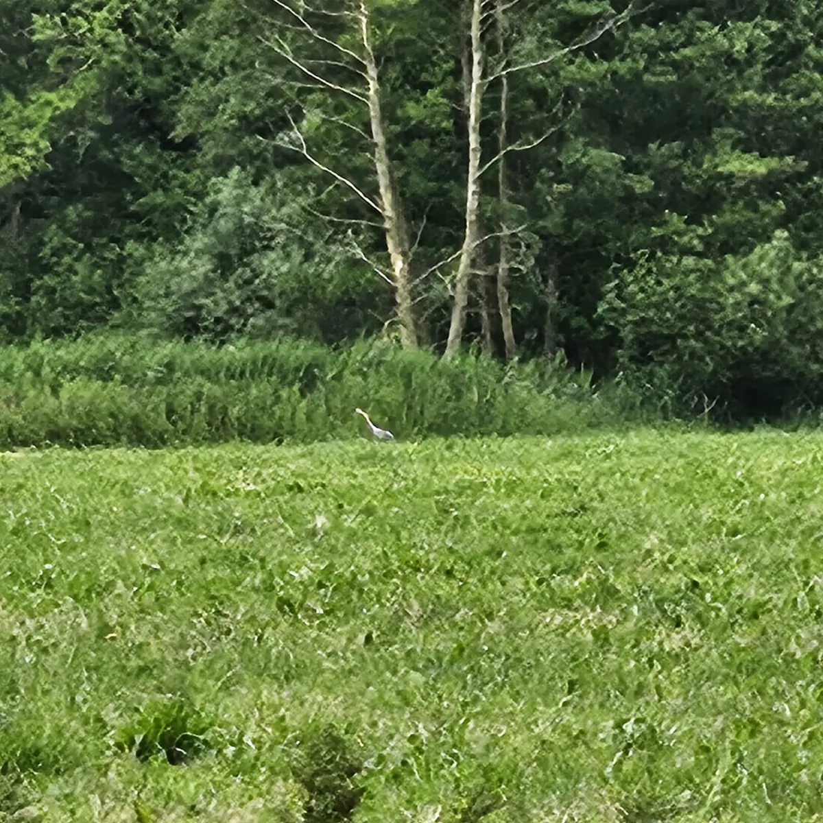 Spotted Gray Heron