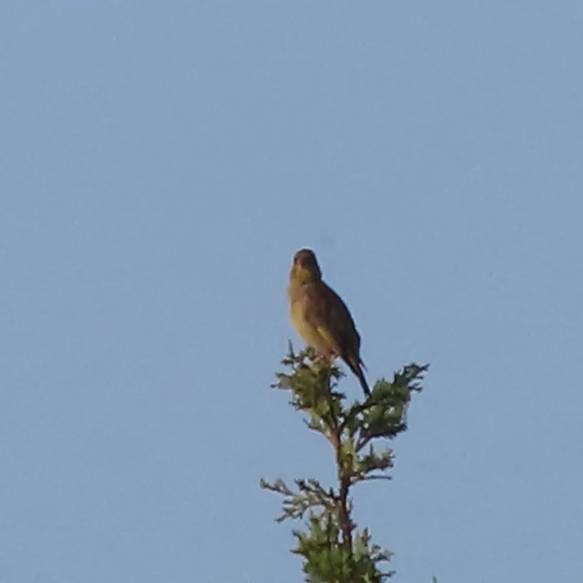 Spotted European Greenfinch