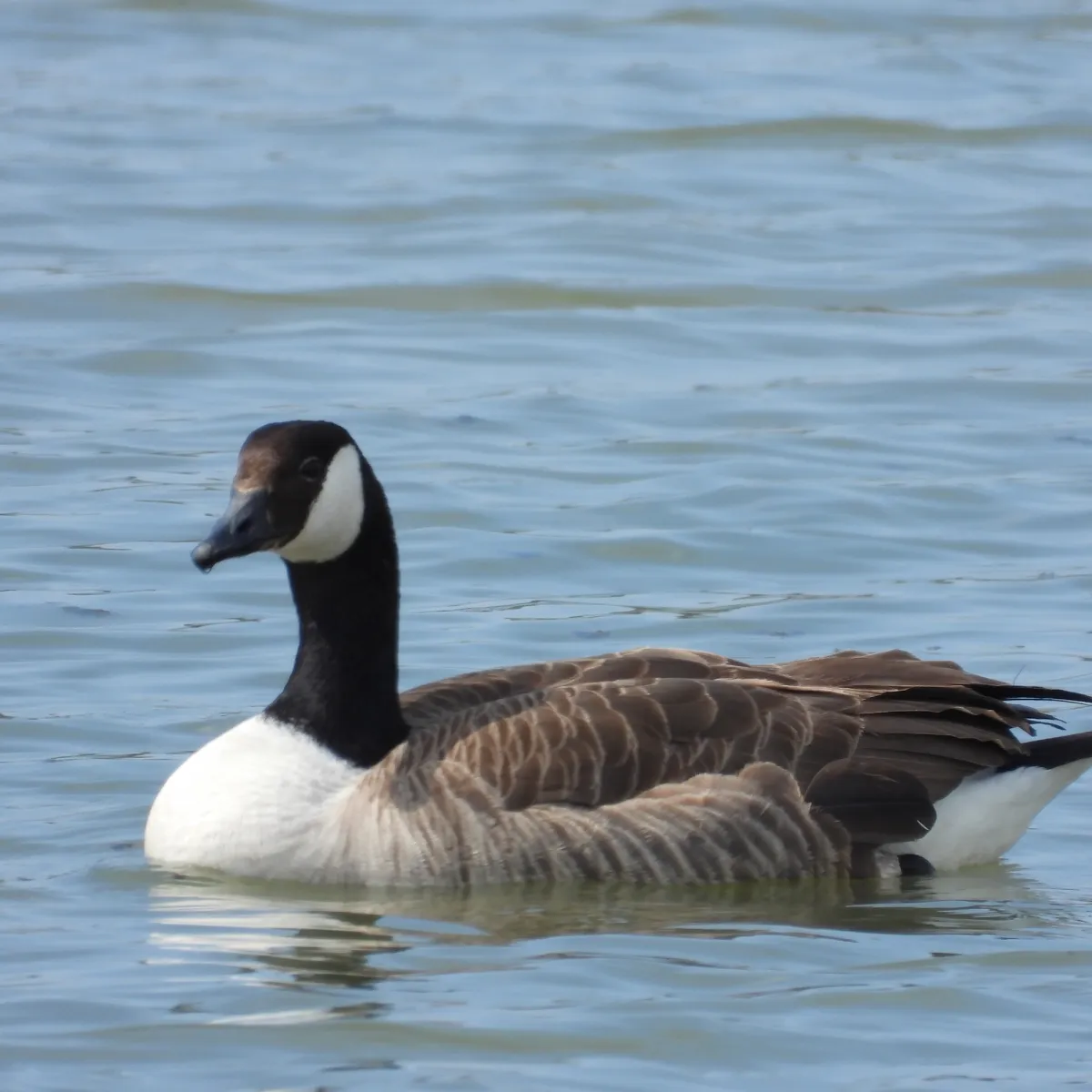 Waargenomen Grote Canadese gans