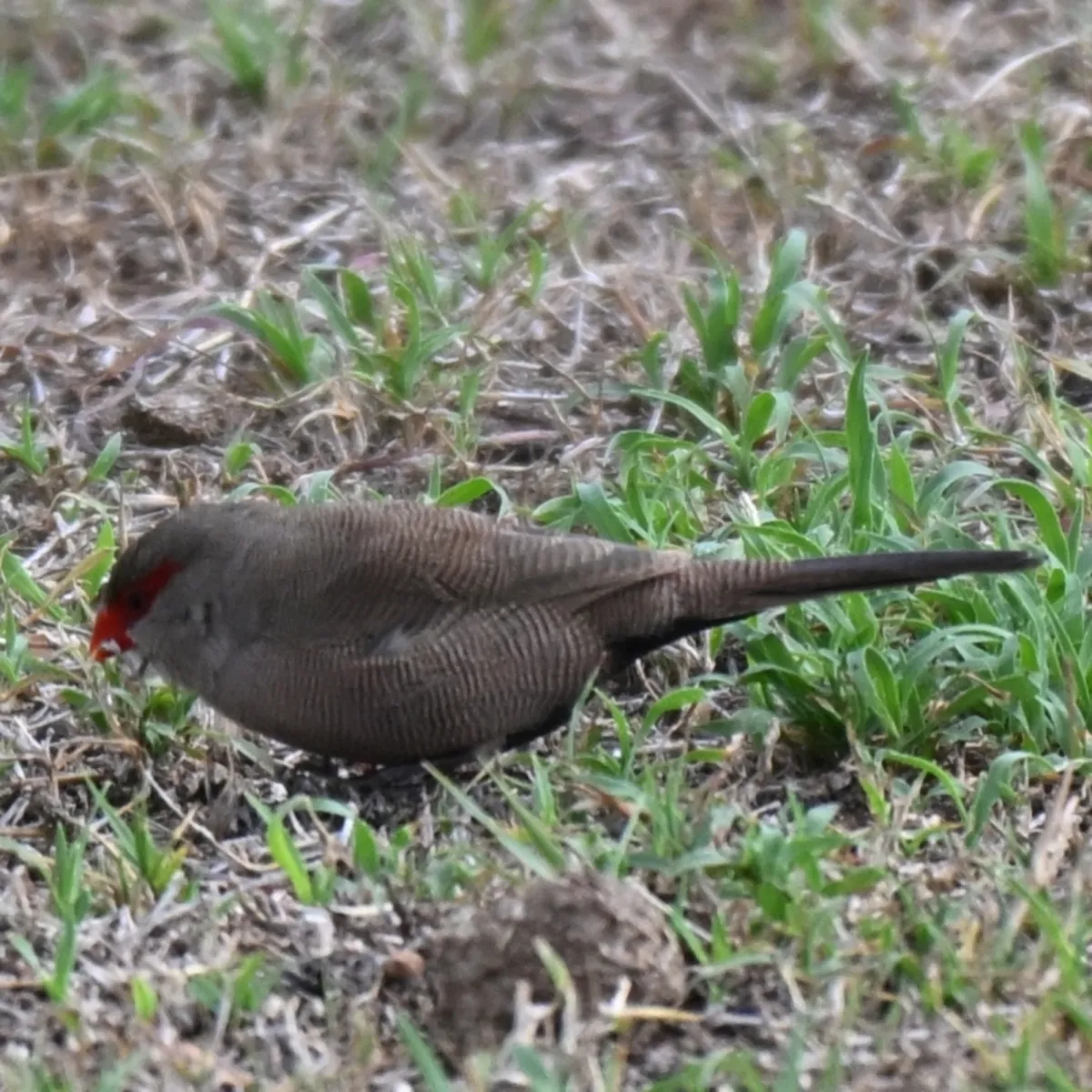 Spotted Common Waxbill