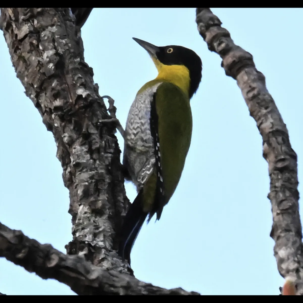 Gespotte Zwartkopspecht