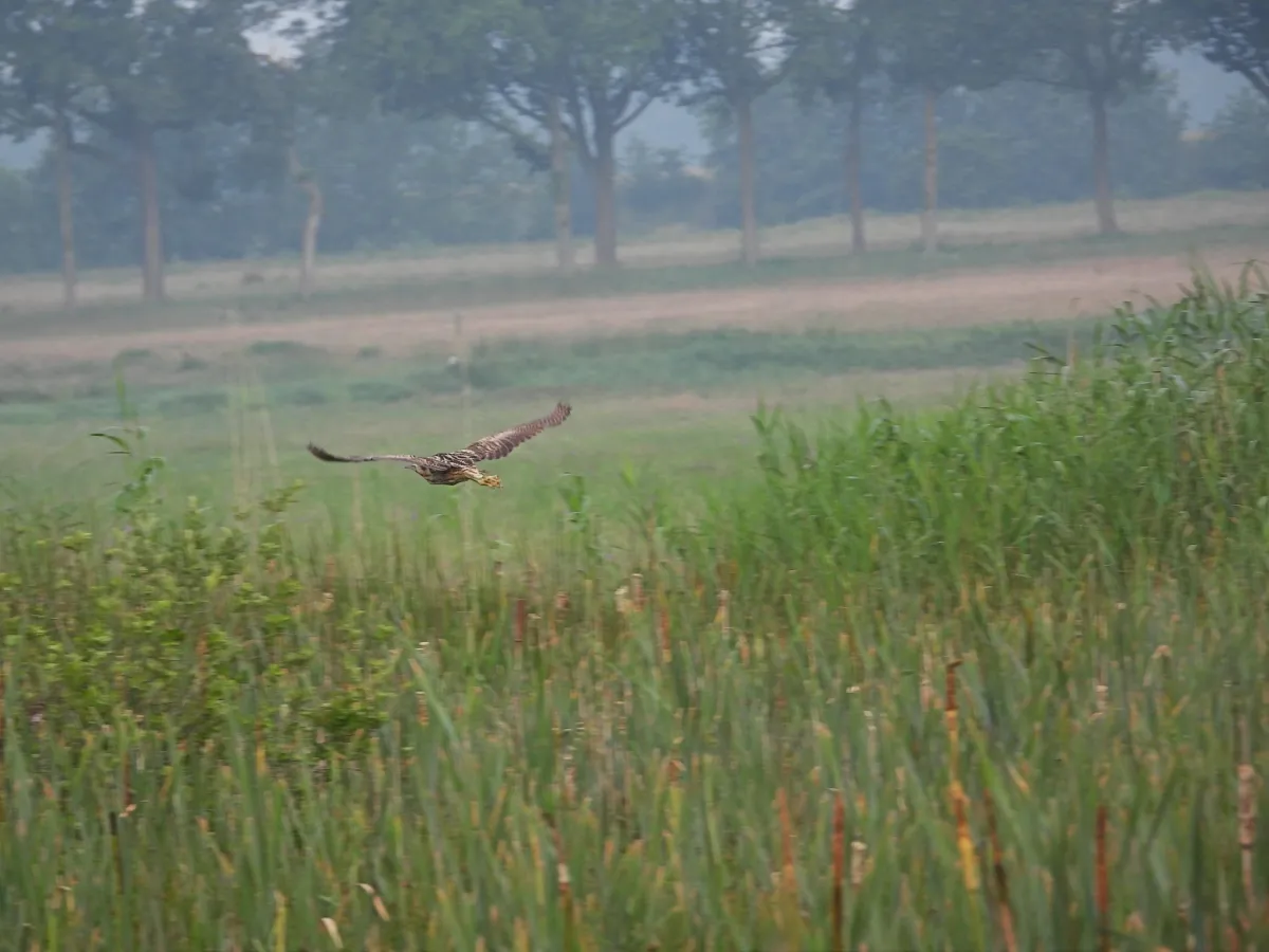 Spotted Eurasian Bittern