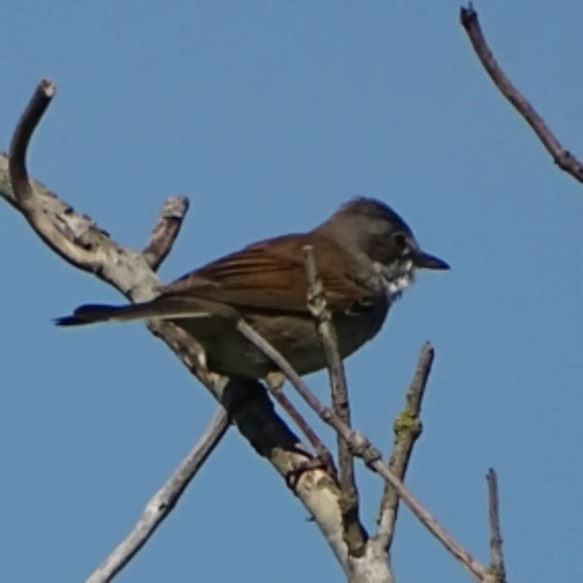 Spotted Greater Whitethroat