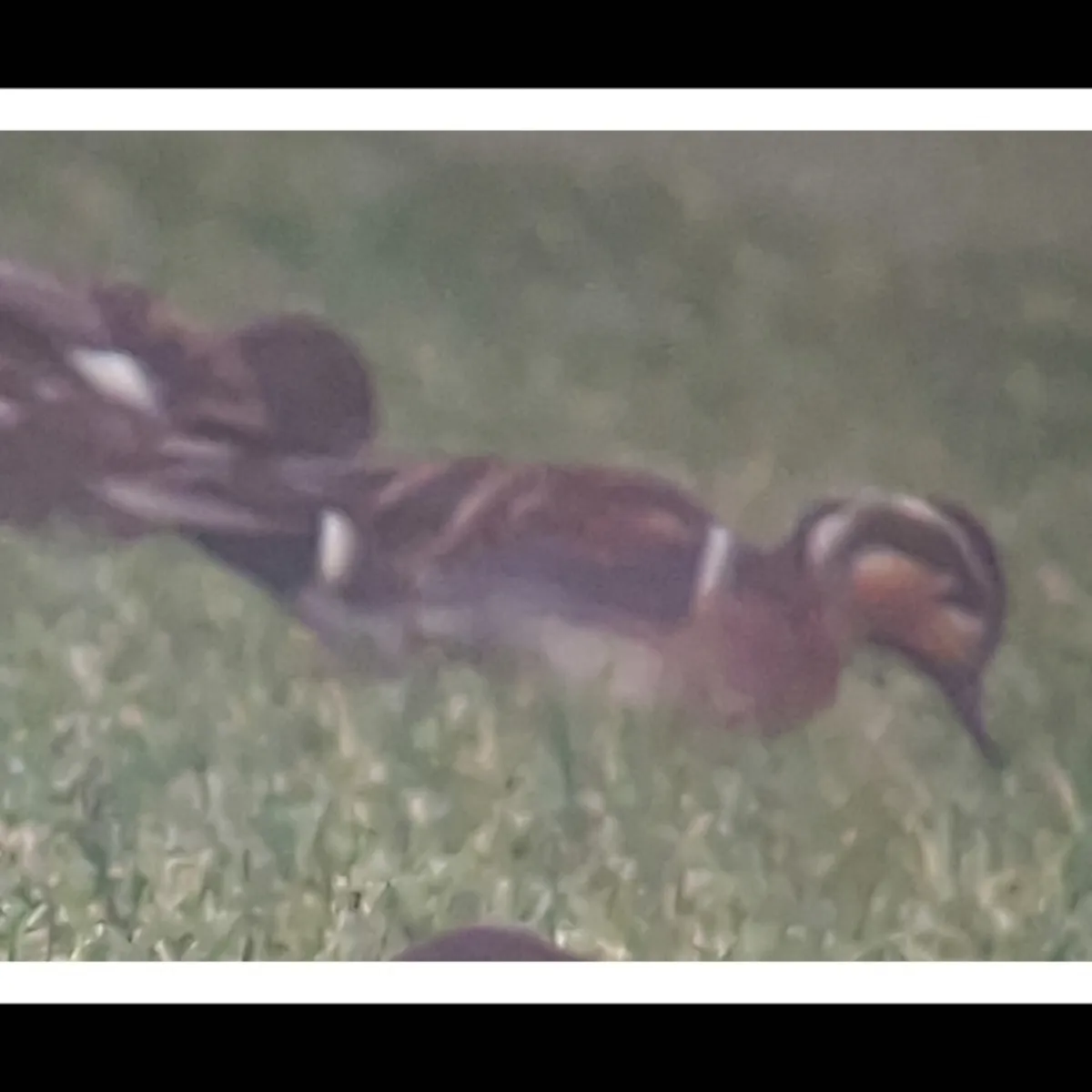 Spotted Baikal Teal