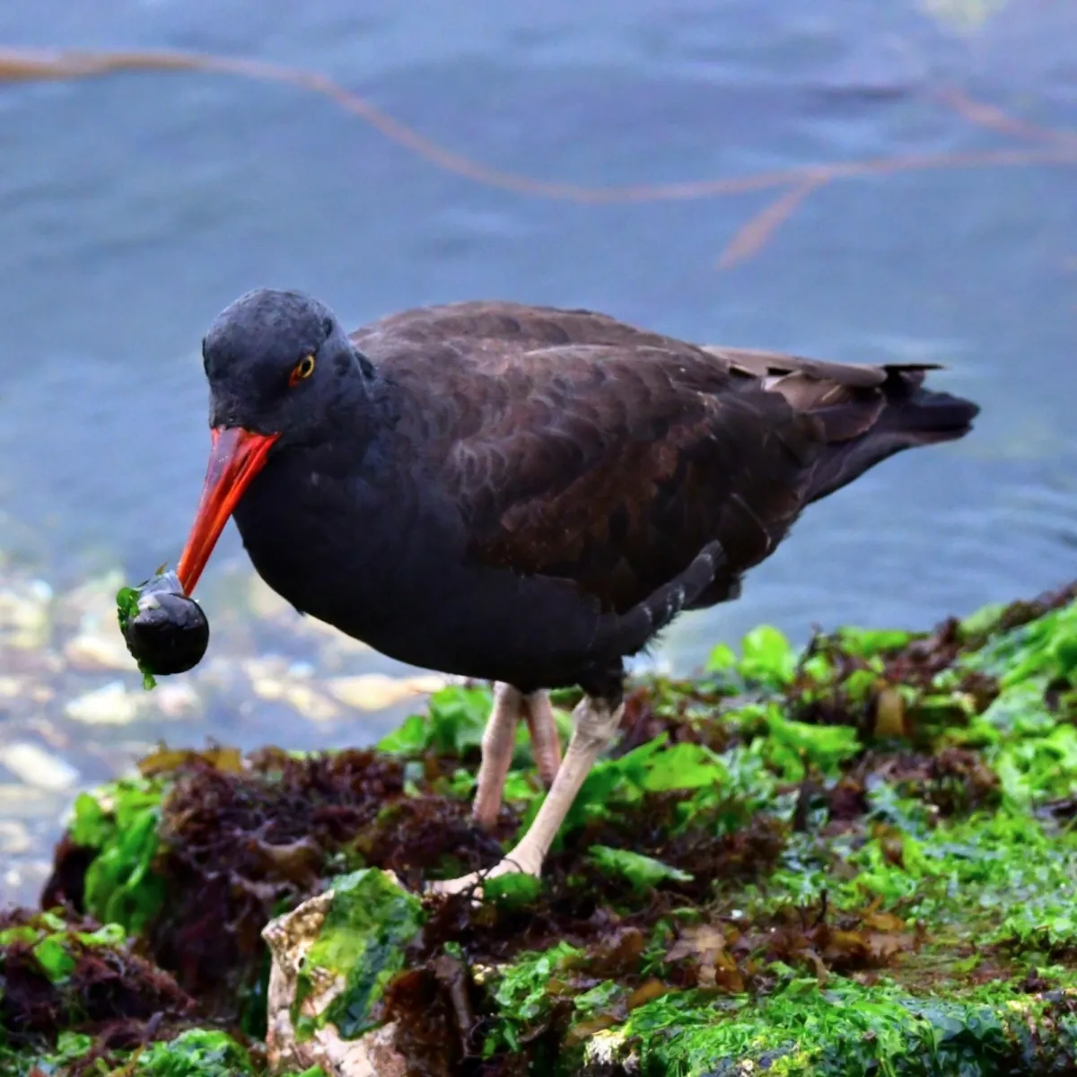 Spotted Blackish Oystercatcher