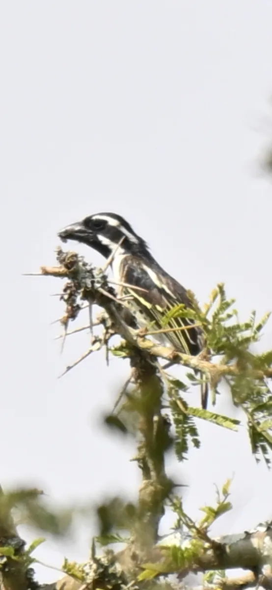 Waargenomen Rouwbaardvogel