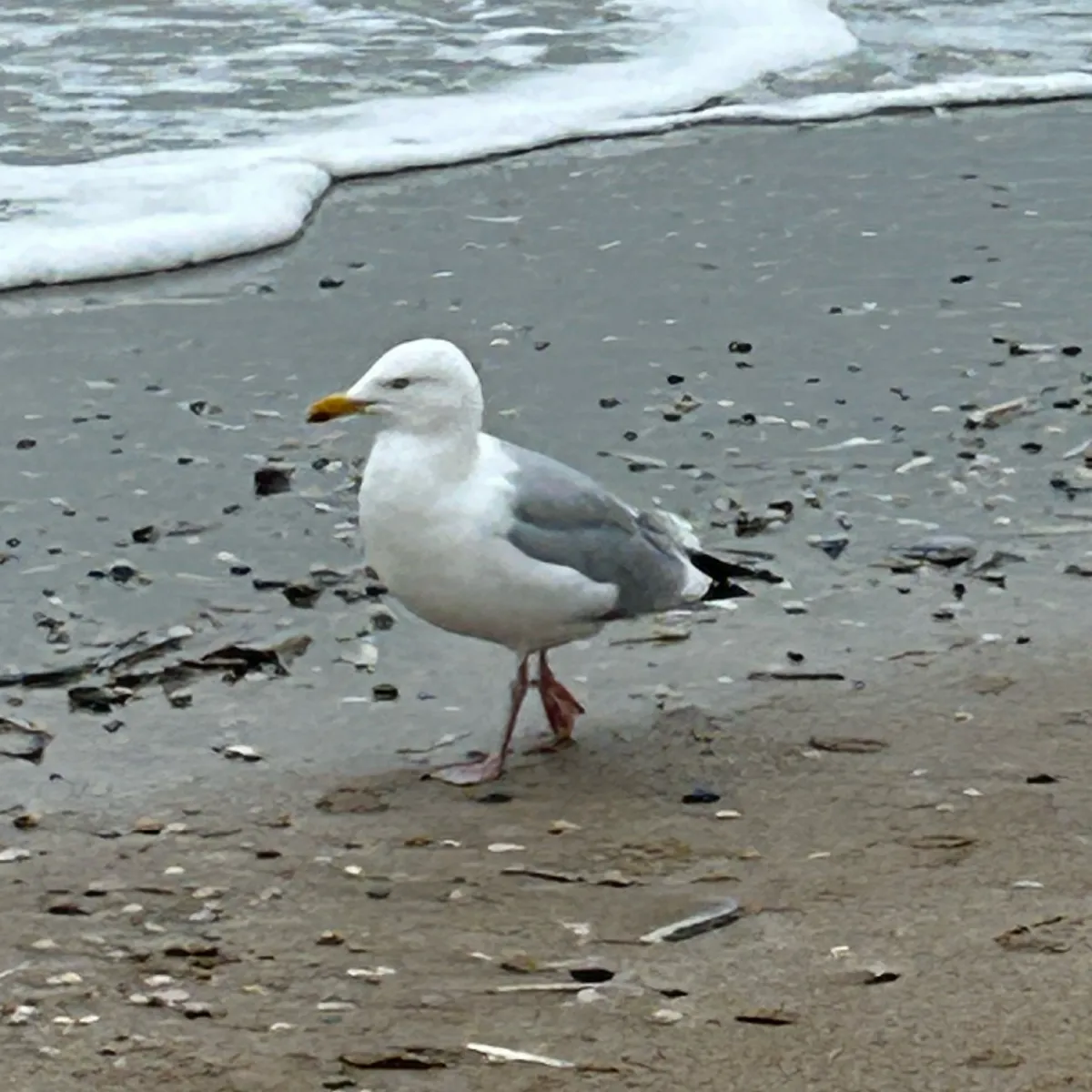 Spotted European Herring Gull