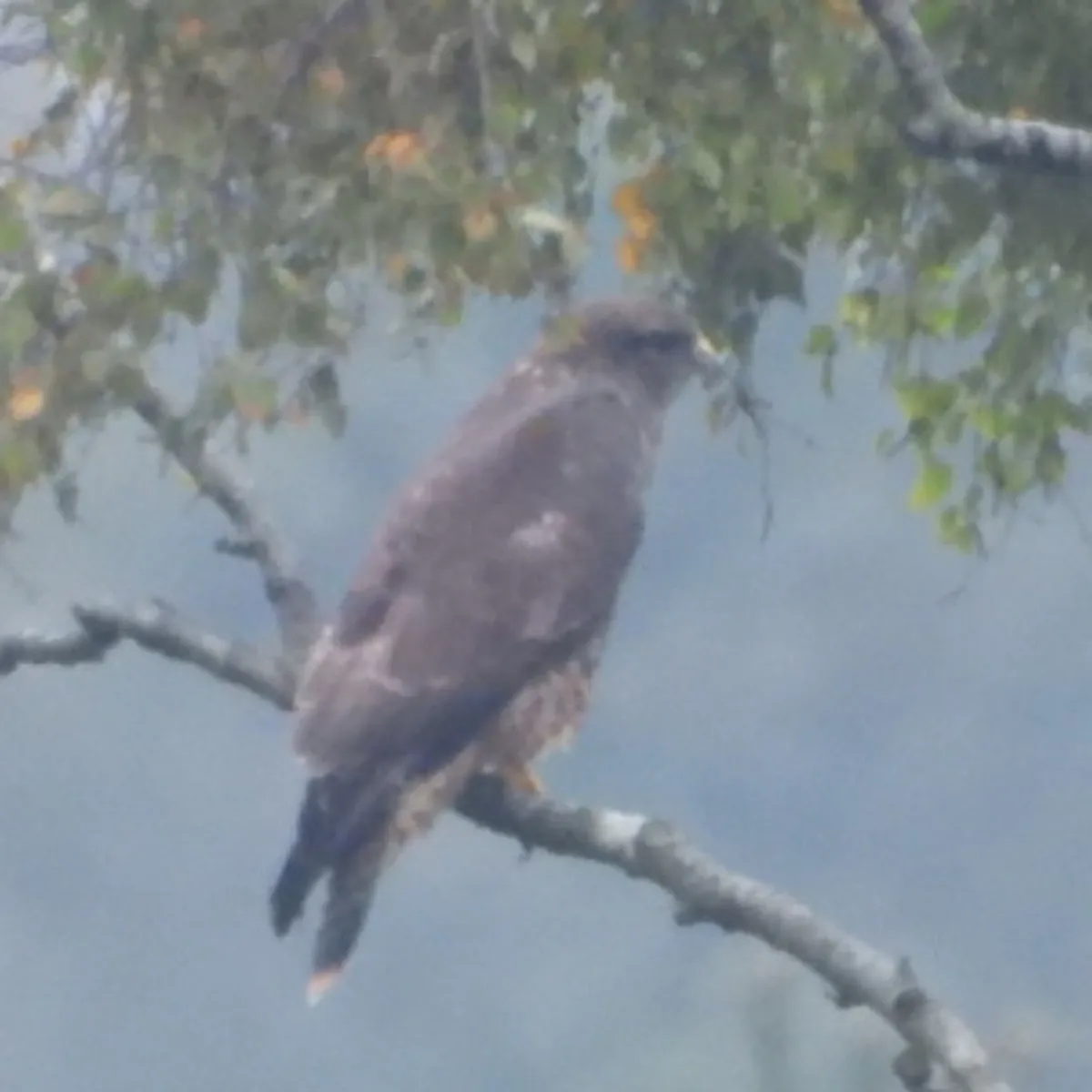 Spotted Common Buzzard
