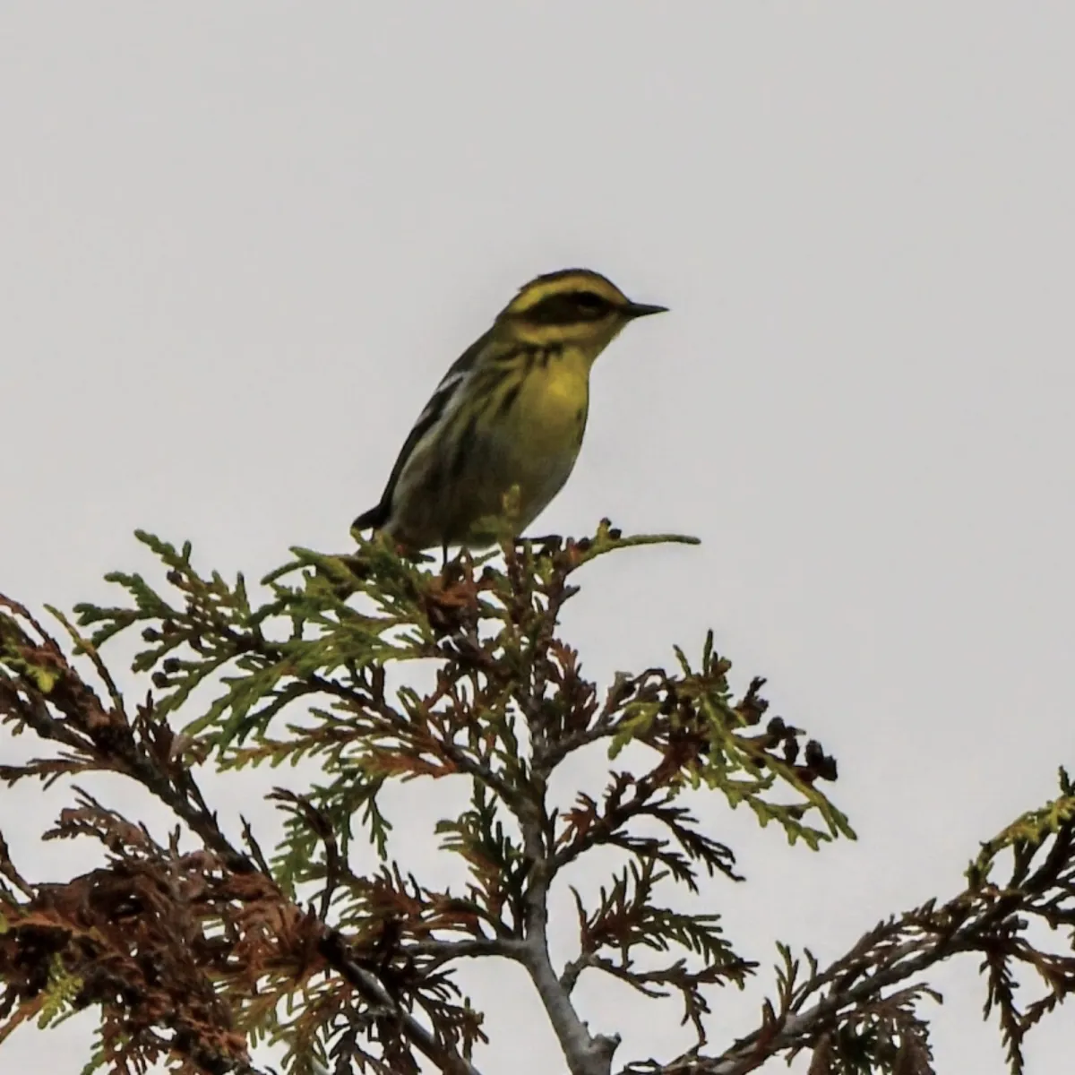 Spotted Townsend's Warbler