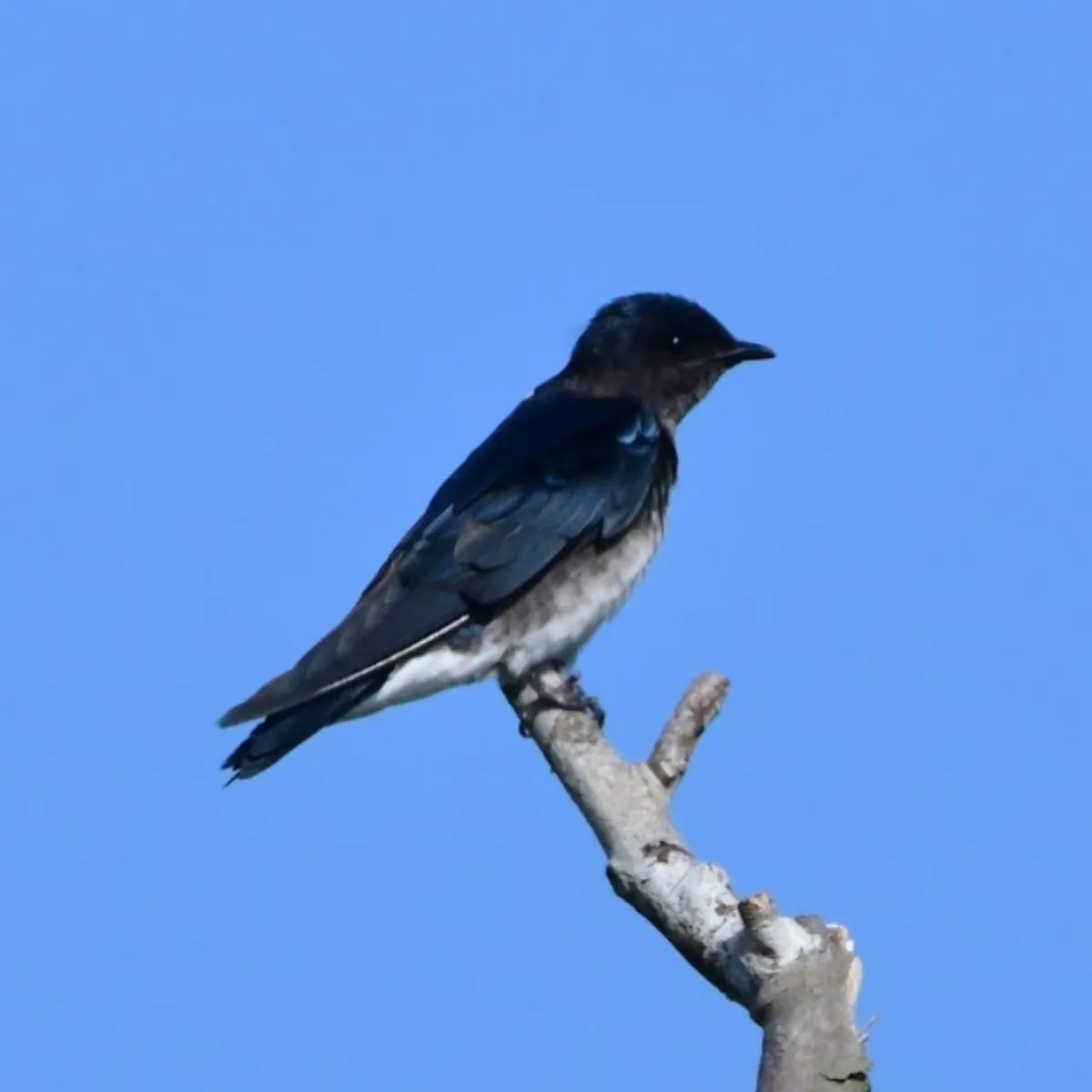 Spotted Gray-breasted Martin