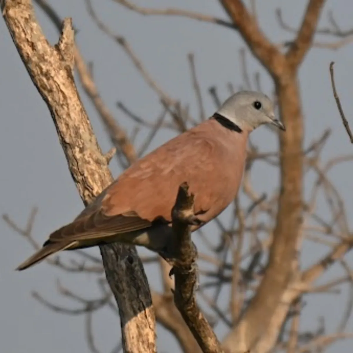 Gespotte Rode tortel