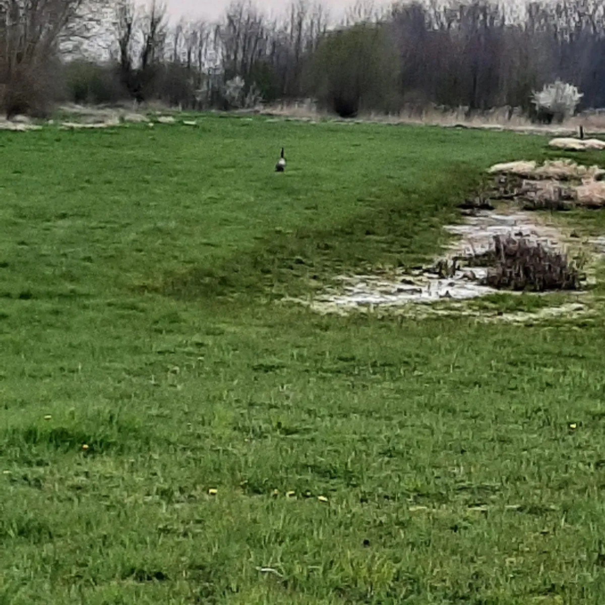 Spotted Canada Goose