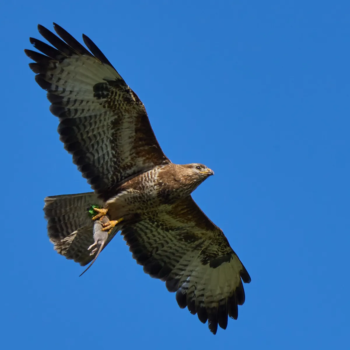 Waargenomen Buizerd