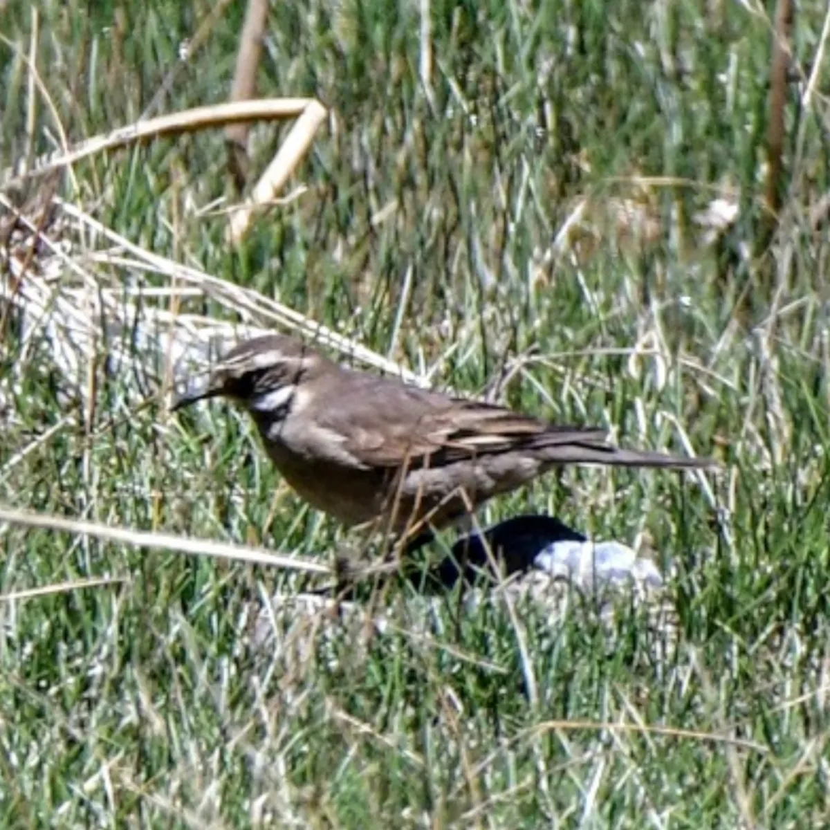 Spotted Gray-flanked Cinclodes