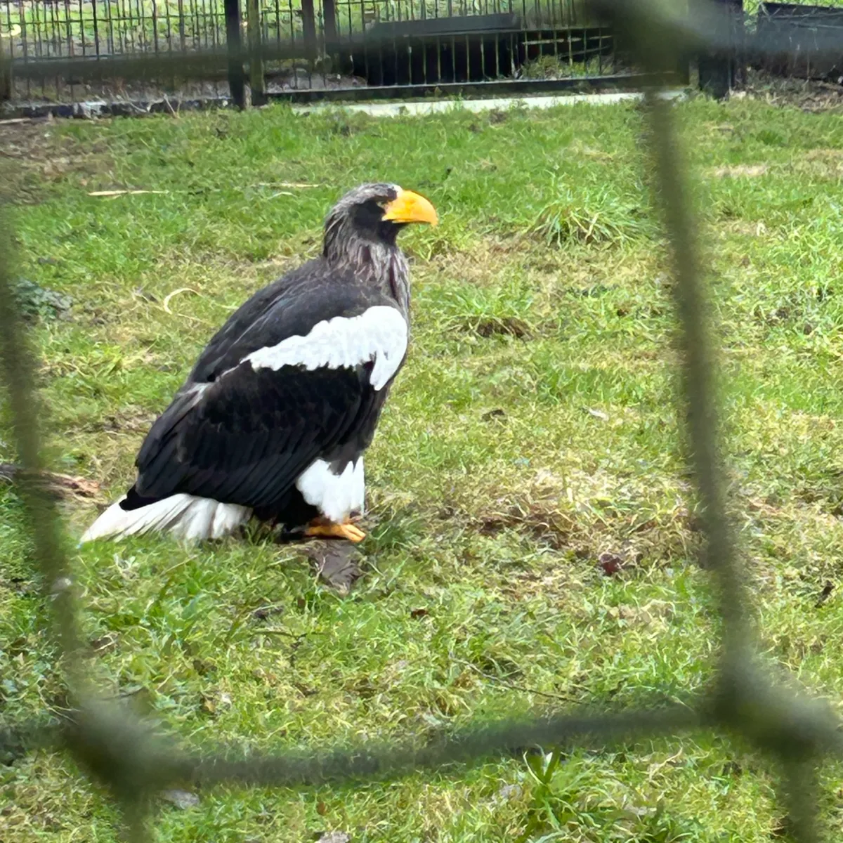 Gespotte Stellers zeearend