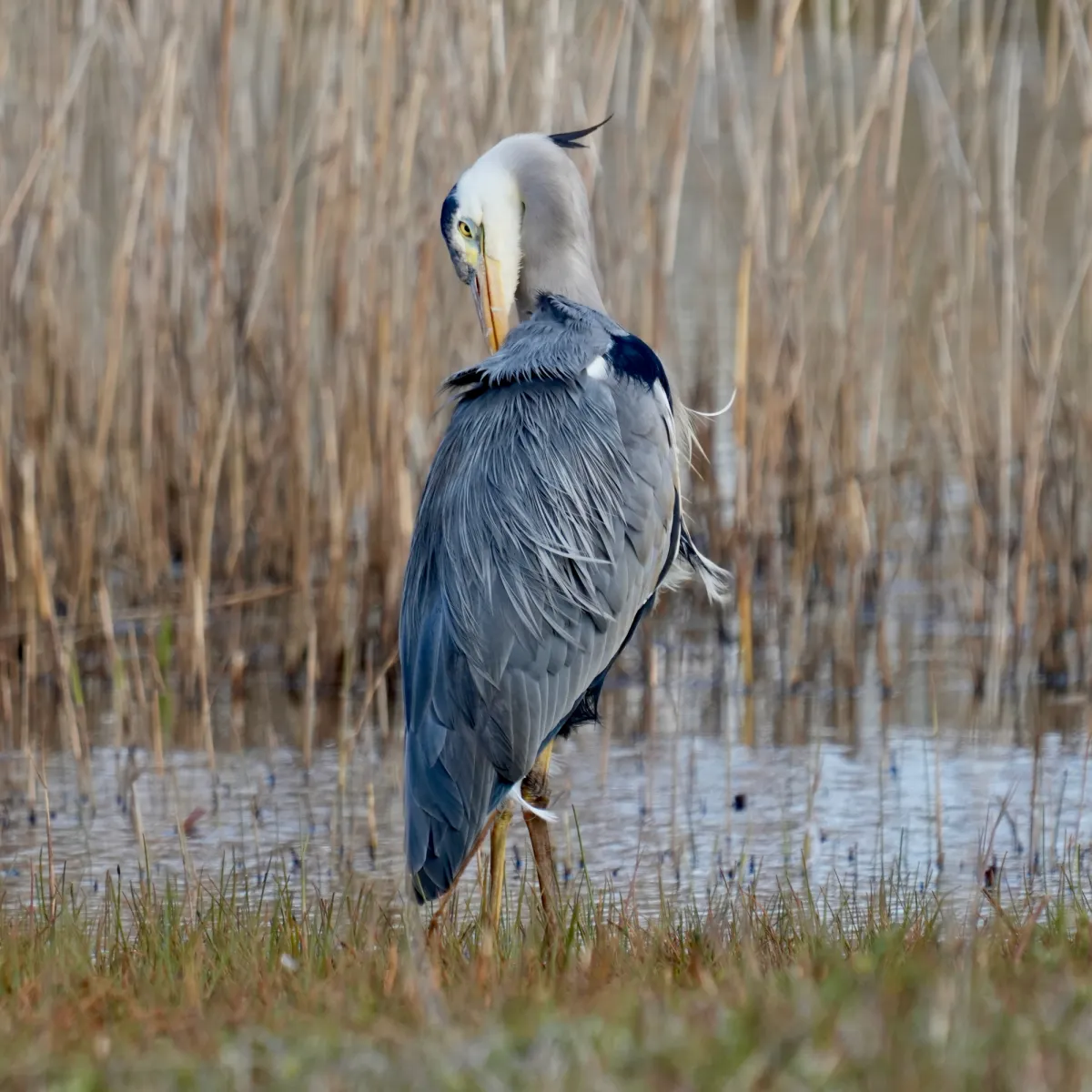 Gespotte Blauwe reiger