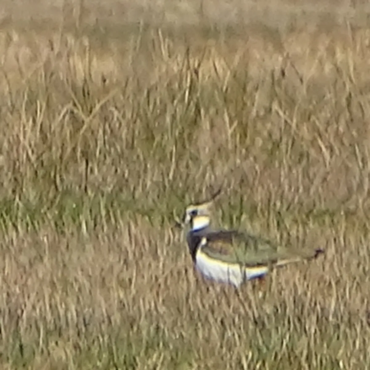 Spotted Northern Lapwing