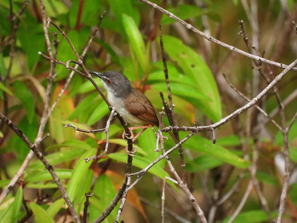 Gespotte Roestprinia
