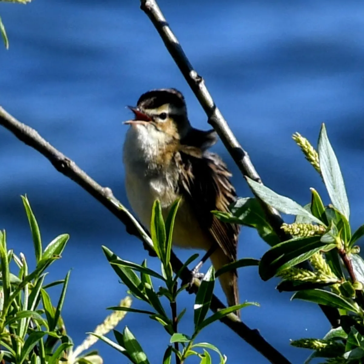 Spotted Sedge Warbler