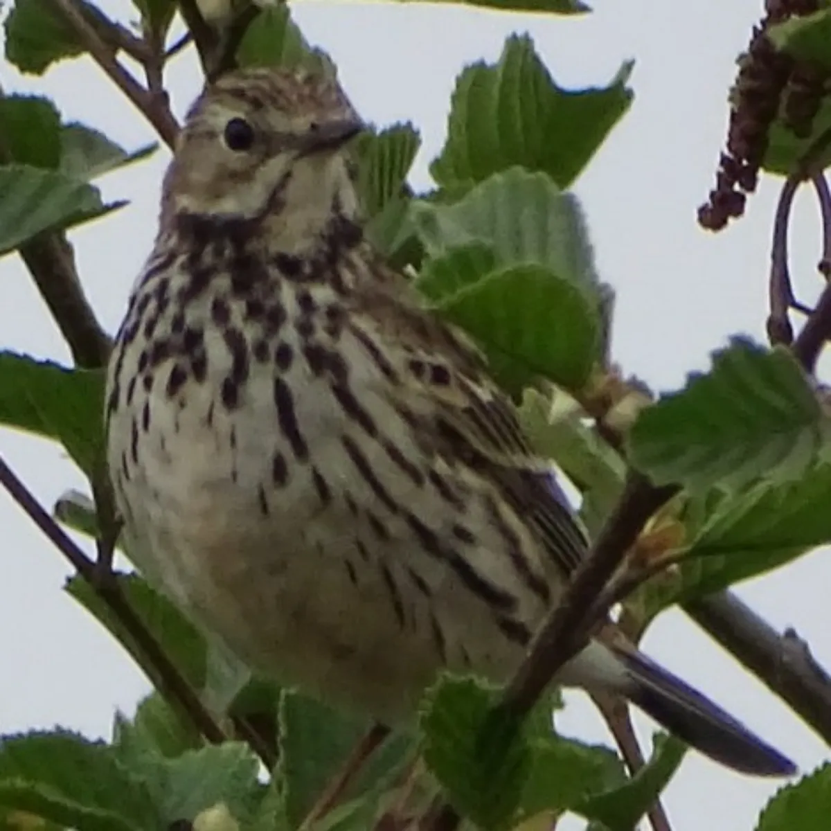 Spotted Meadow Pipit