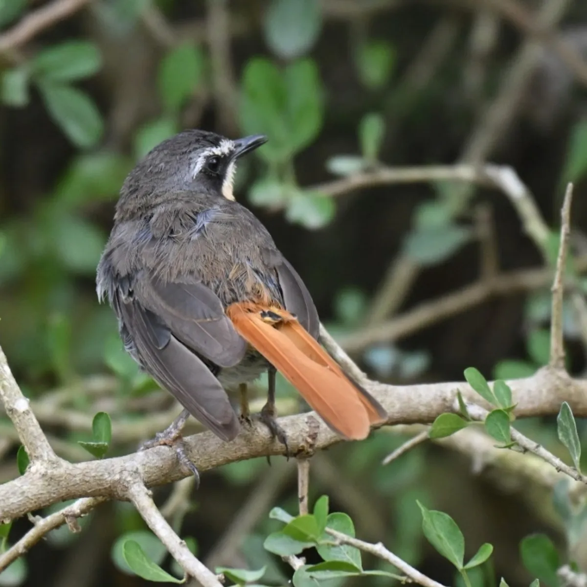 Spotted Cape Robin-Chat