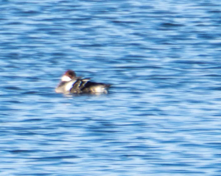 Spotted Smew
