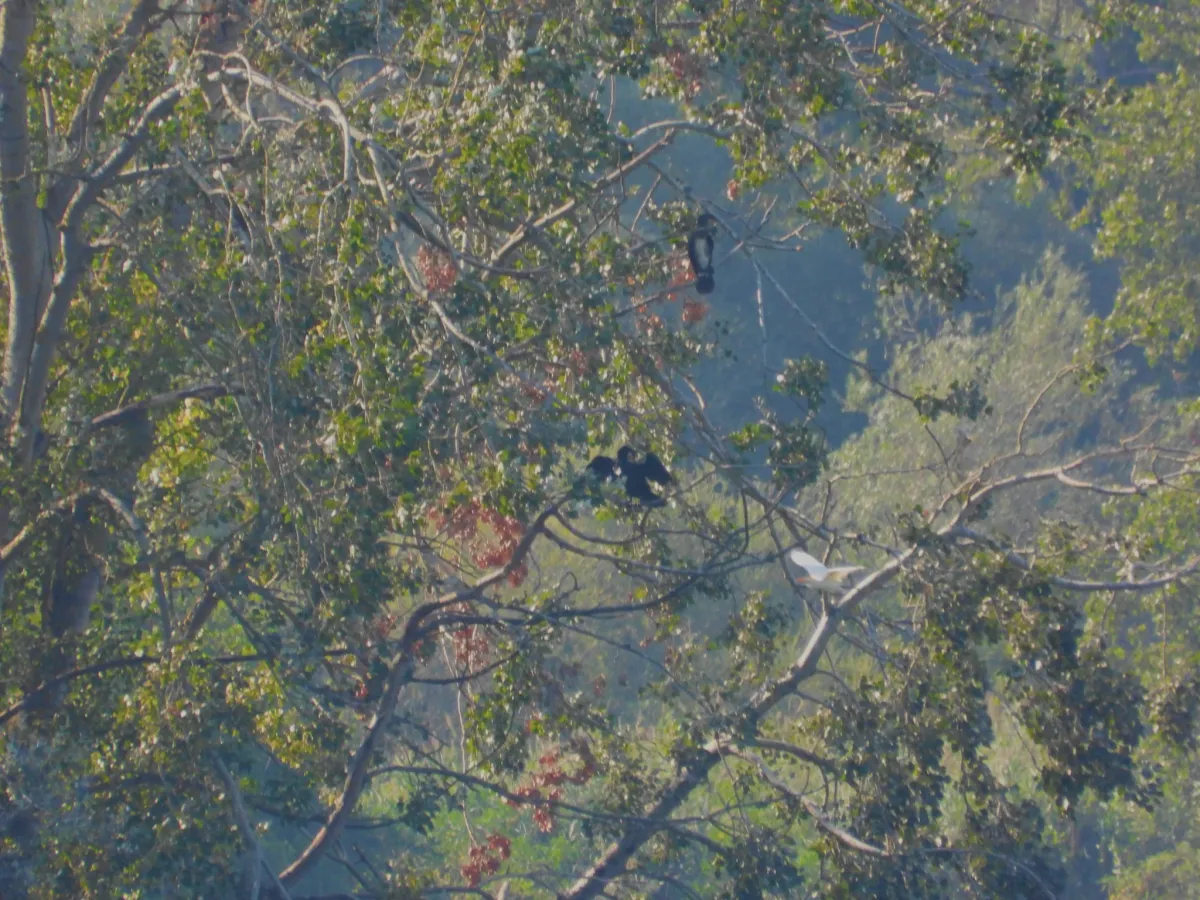 Spotted Great Cormorant