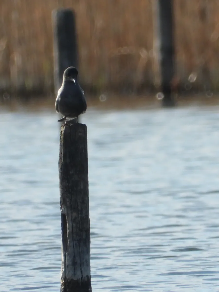 Spotted Black Tern