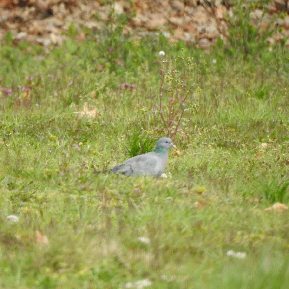 Spotted Stock Dove