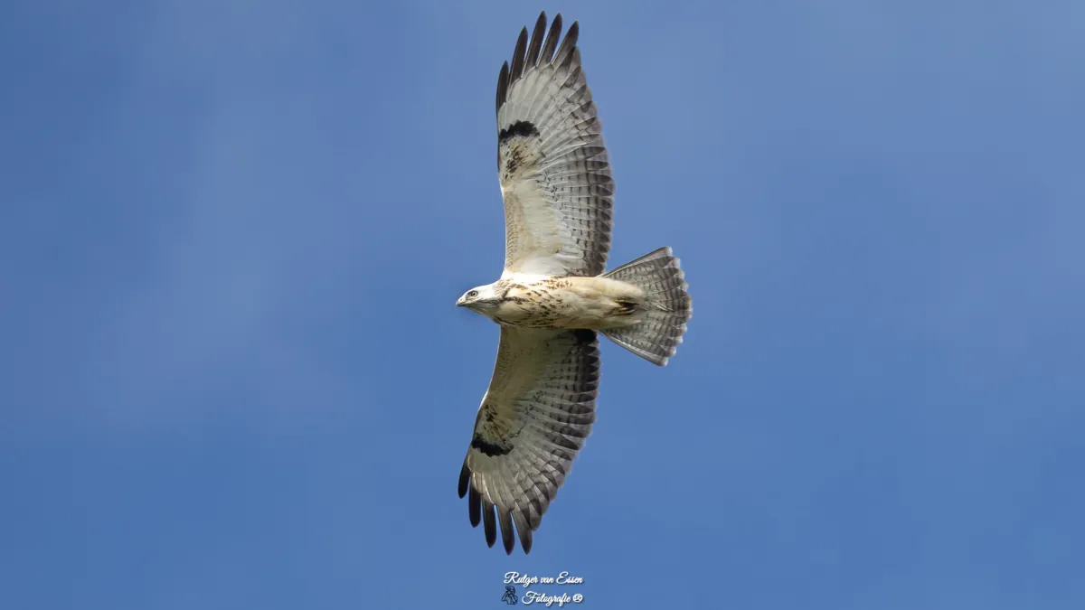 Waargenomen Buizerd