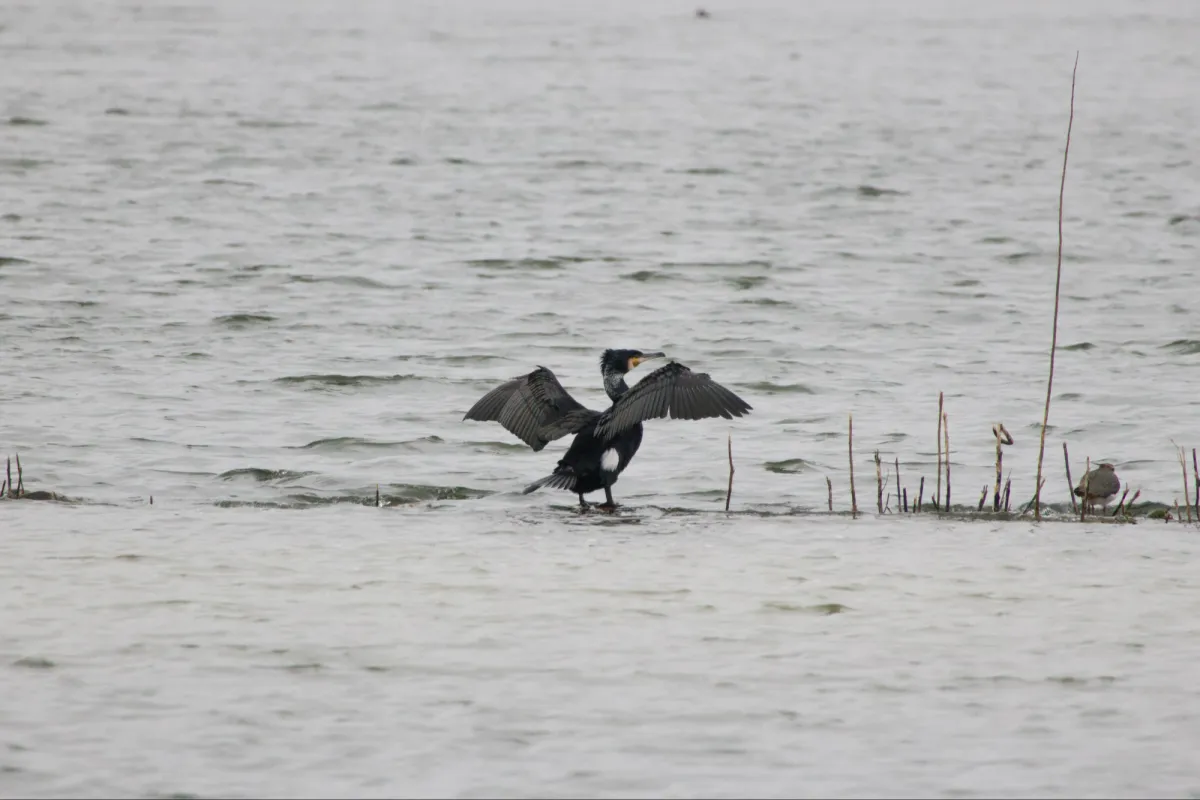 Gespotte Aalscholver