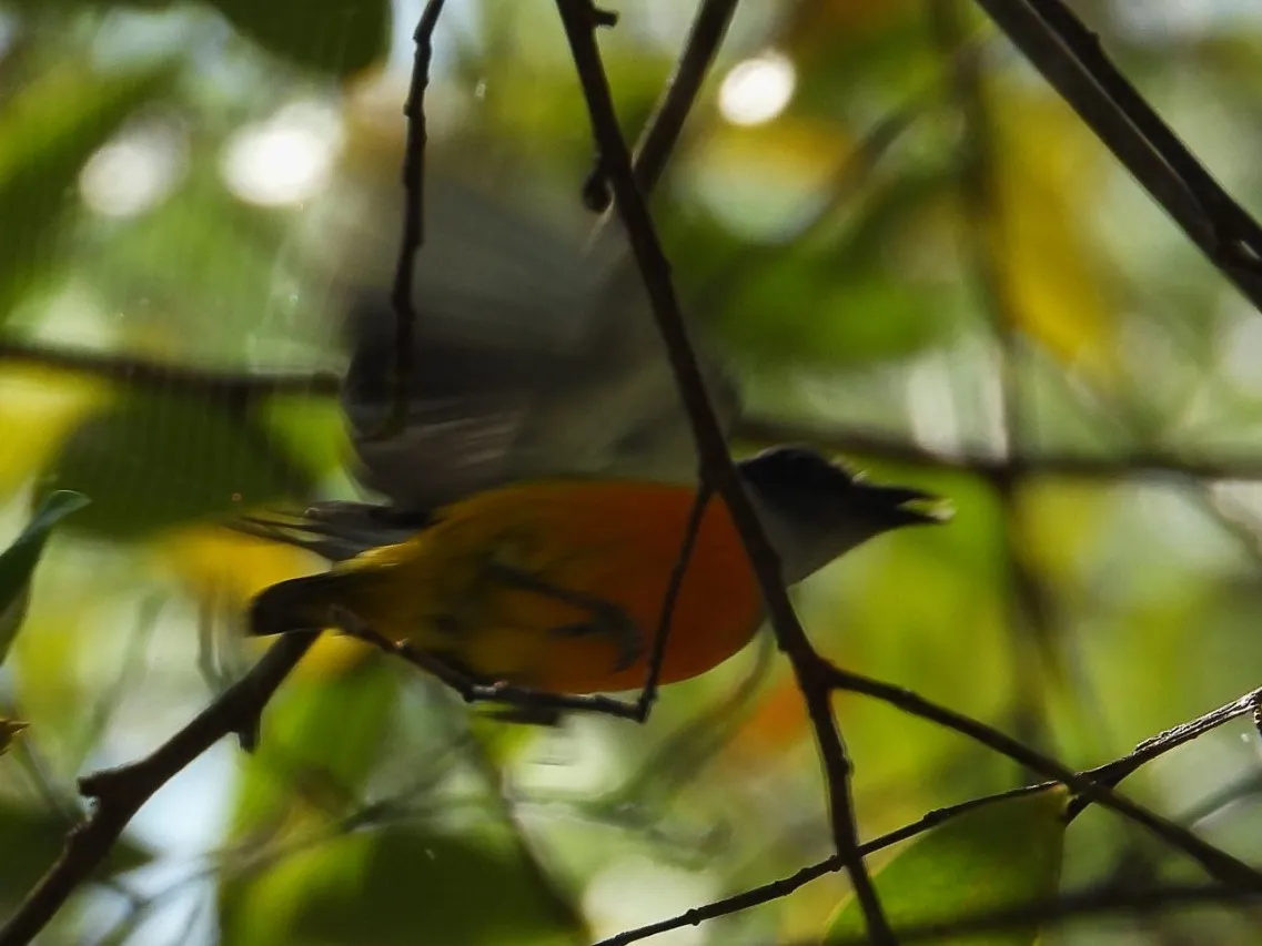 Gespotte Oranjebuikhoningvogel