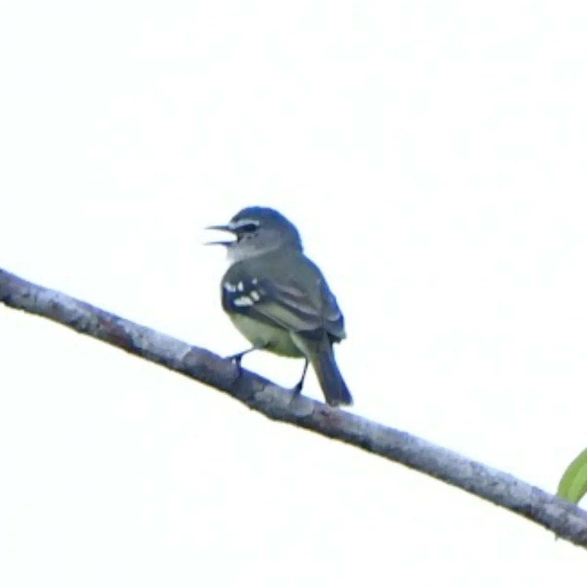 Spotted White-faced Robin
