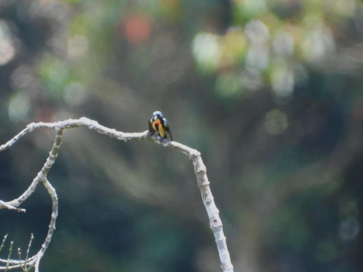 Spotted Fire-breasted Flowerpecker