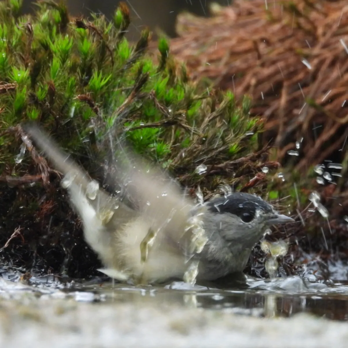 Spotted Eurasian Blackcap