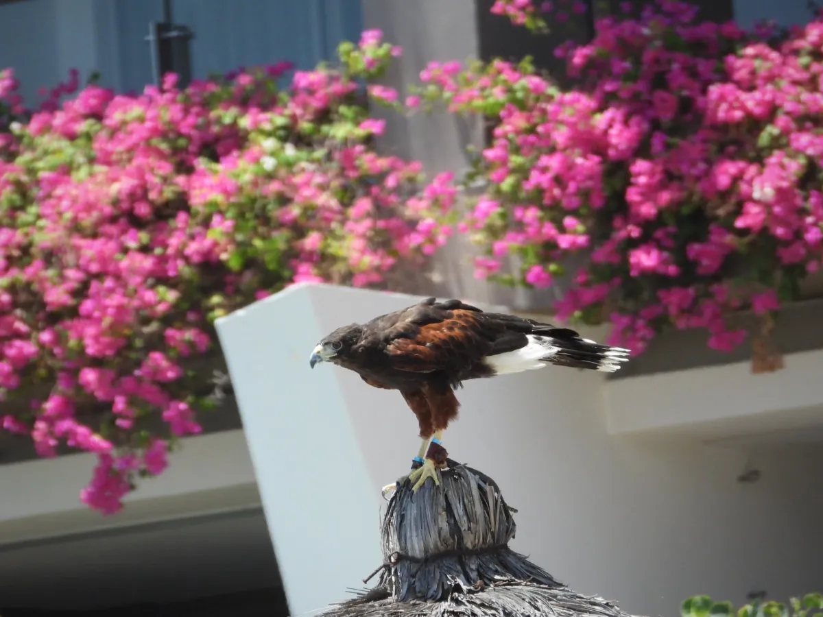 Waargenomen Woestijnbuizerd