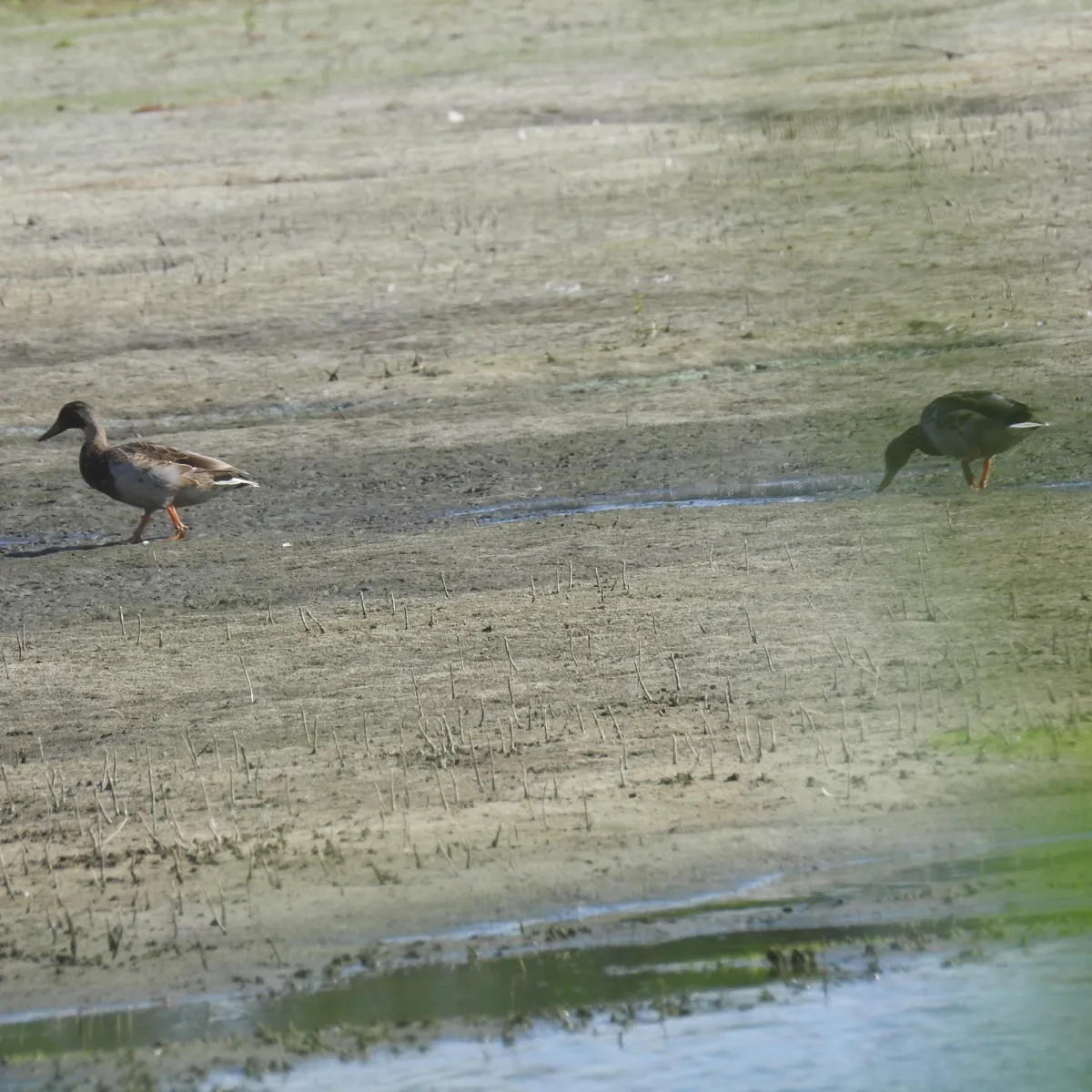 Spotted Mallard