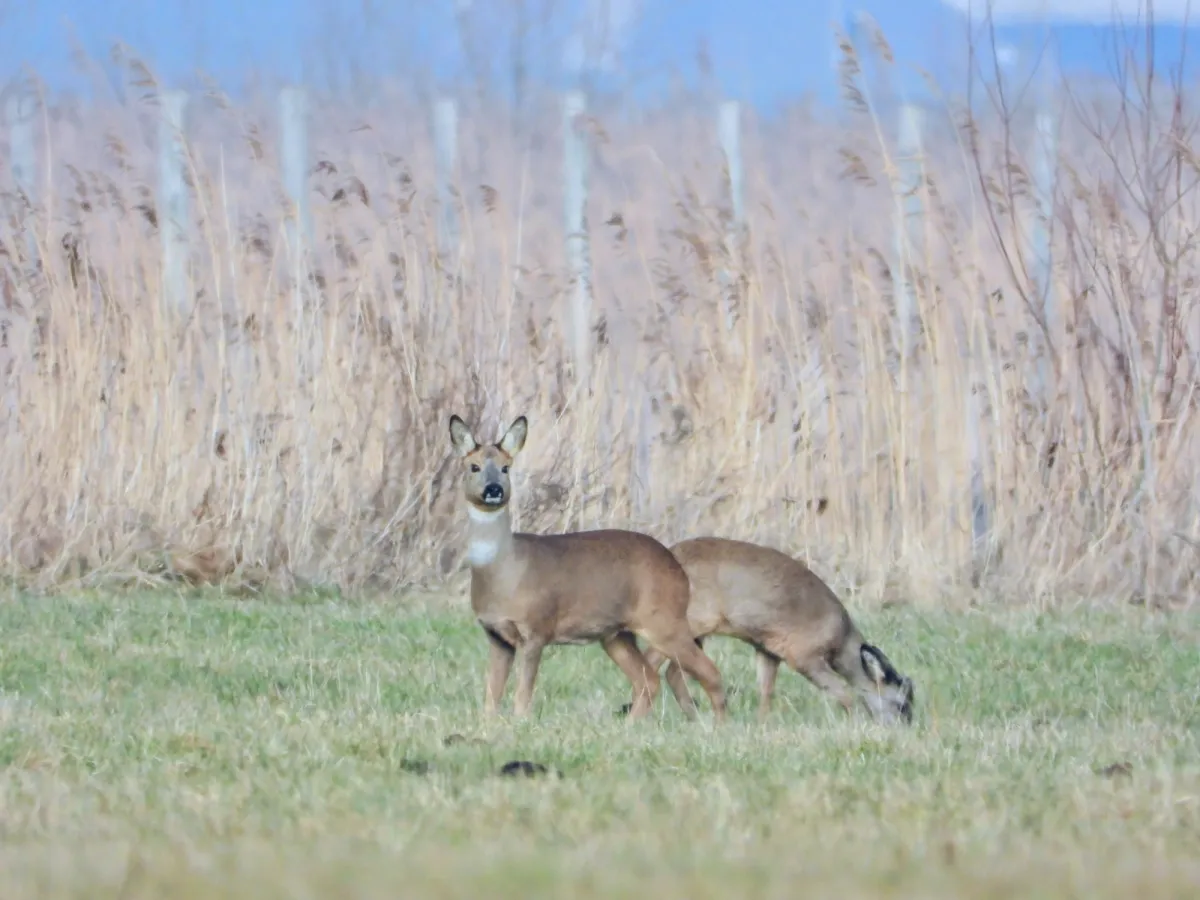 Spotted White-tailed Eagle